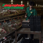 Nuôi gà đẻ trứng áp dụng công nghệ tự động hiện đại