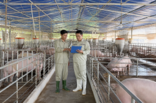 Trang trại có chứng nhận VietGAP chăn nuôi với chuồng trại sạch sẽ, ngăn nắp