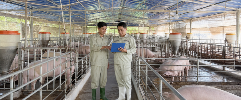 Trang trại có chứng nhận VietGAP chăn nuôi với chuồng trại sạch sẽ, ngăn nắp