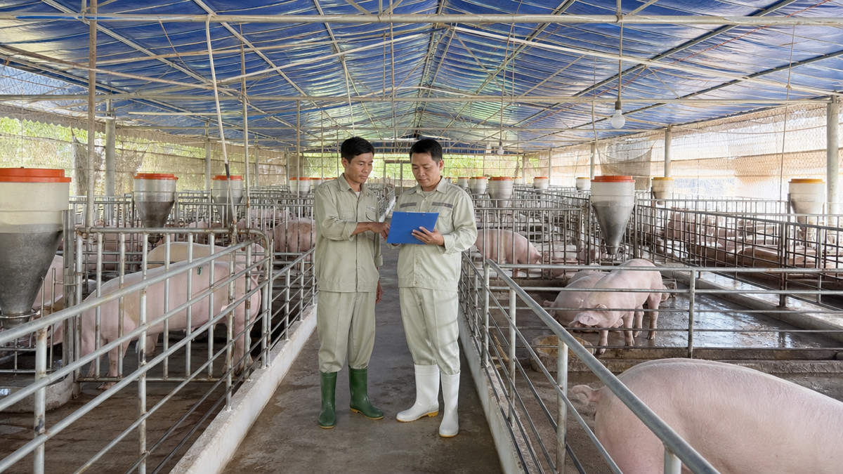 Trang trại có chứng nhận VietGAP chăn nuôi với chuồng trại sạch sẽ, ngăn nắp