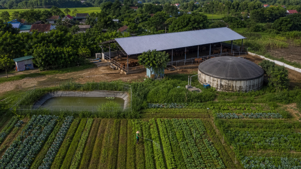 Kinh tế tuần hoàn trong chăn nuôi tận dụng chất thải làm phân bón và biogas