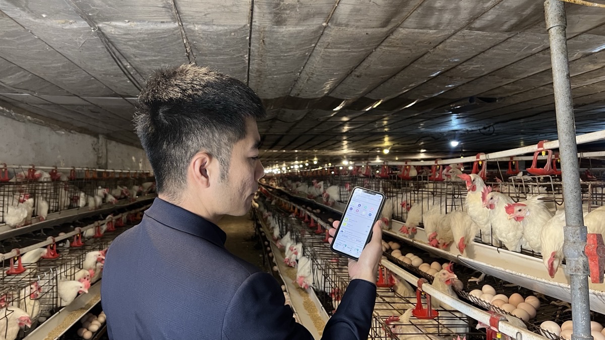 Chủ trại kiểm tra số liệu đàn gà đẻ trên điện thoại ngay trong chuồng nuôi