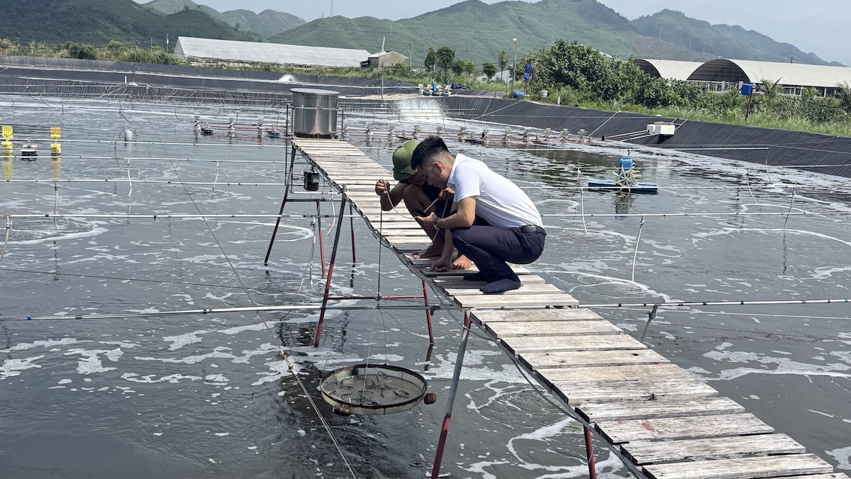 Nhân viên HIPOTECH hướng dẫn hộ nuôi tôm tại xã Tiên Yên, Quảng Ninh ghi nhật ký nuôi trên điện thoại