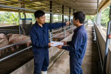 Hai nhân viên bàn giao công việc trang trại tại khu chuồng