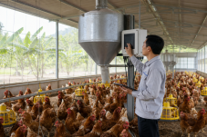 Gia cầm thế giới theo dõi đàn và hệ thống thức ăn trong bối cảnh chi phí tăng. Ảnh minh họa