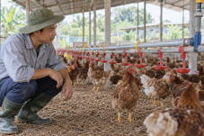 Nhân viên kiểm tra hệ thống nước uống trong chăn nuôi tại chuồng gà