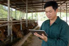 Chủ trang trại xem báo cáo trên phần mềm quản lý trang trại ngay trong chuồng nuôi