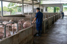 Khu vực tiếp nhận lợn tại cơ sở giết mổ, minh họa cho việc gây ngất lợn trước giết mổ. Ảnh minh họa