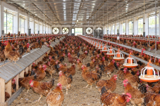 Chăn nuôi mở rộng quy mô trong chuồng gà với các dãy máng ăn và hệ thống thông gió. Ảnh minh họa