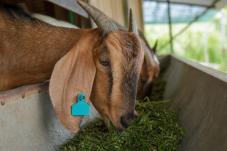 Chăn nuôi Halal